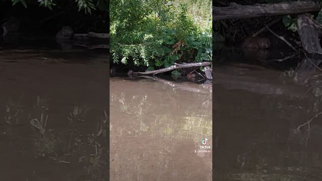 Бобры смотреть онлайн