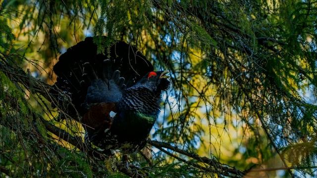 Стихотворение 