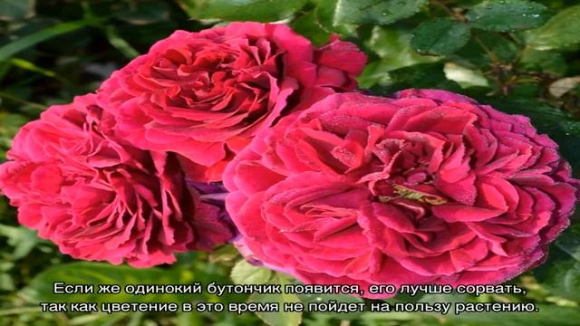 Роза Фишерман Френд (Fisherman’s Friend) — характеристики сорта смотреть онлайн