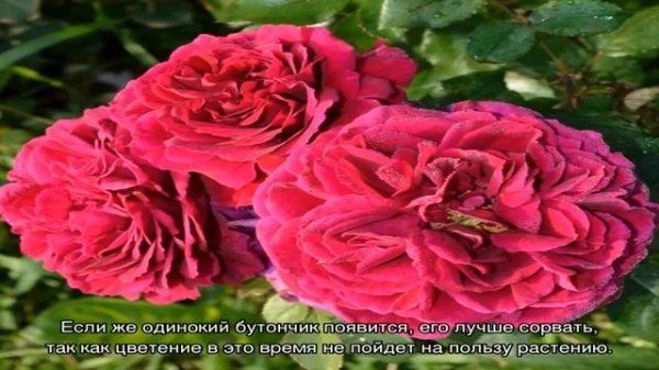 Роза Фишерман Френд (Fisherman’s Friend) — характеристики сорта