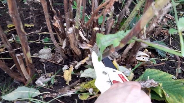 Малиновое дерево Таруса осенью смотреть онлайн