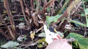 Малиновое дерево Таруса осенью