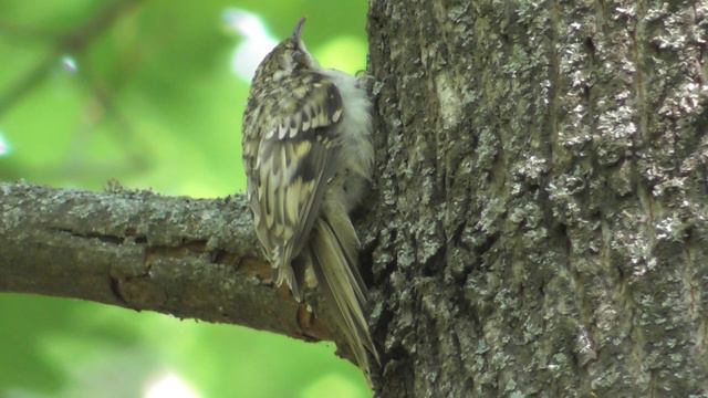 Пищуха отдыхает ( Certhia familiaris ) смотреть онлайн
