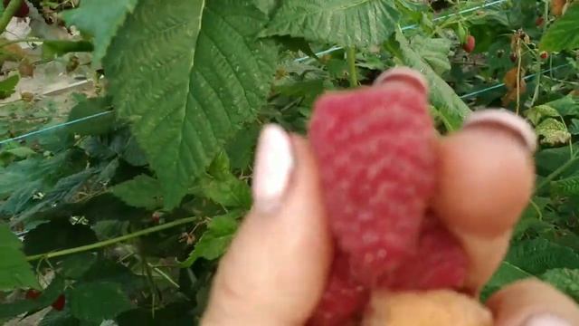 МАЛИНА МАПЕМА,ПОЛОНЕЗ,ПОЭМАТ,ЯРОСЛАВНА....