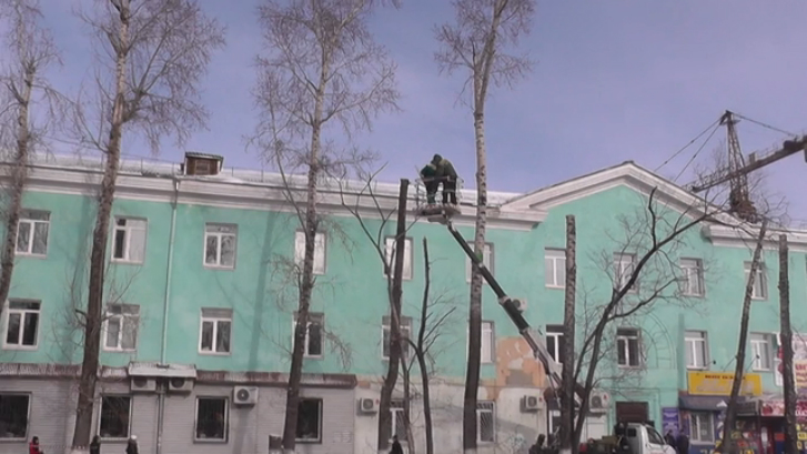  Небезопасная для жителей города обрезка деревьев. Авторское видео Милены Кузнецовой. смотреть онлайн