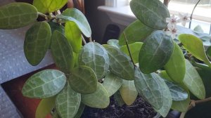 Цветение хойи Эллиптика. Hoya elliptica splash (blooming).