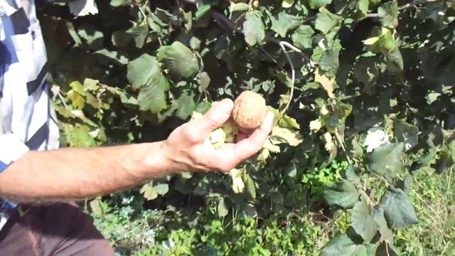 ФУНДУК: "Опушкинский-2" смотреть онлайн