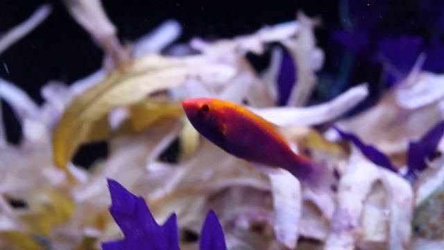 This Week at Elite Reef | lawnmower blenny, banggai cardinal, B & W clownfish, filefish смотреть онлайн