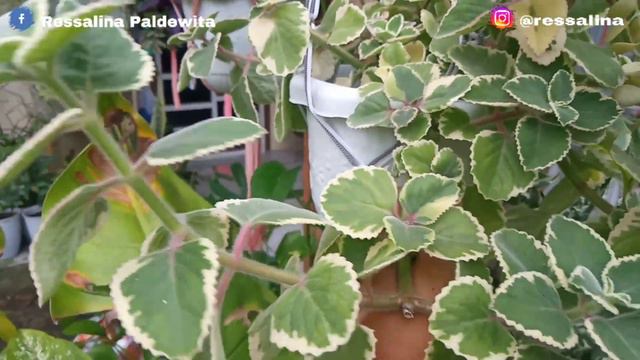 BUNGA MIANA SALJU ( Plectranthus Amboinicus Varigata )