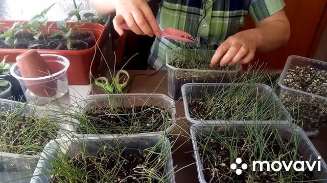 Уход за рассадой лука Эксибишен и Порея /Вторая стрижка лука. смотреть онлайн