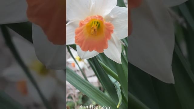 Large Cupped Daffodil Sempre Avanti смотреть онлайн