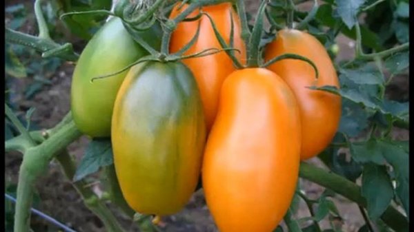 Описание сорта томата- Банан оранжевый