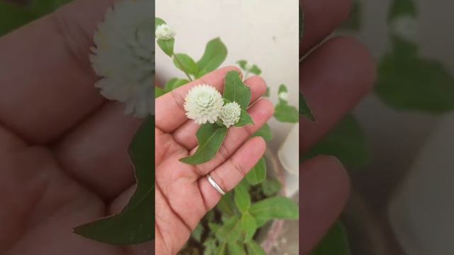 Amaranth ll Gomphrena ll globe white herb 🌼ll tiny white flower смотреть онлайн