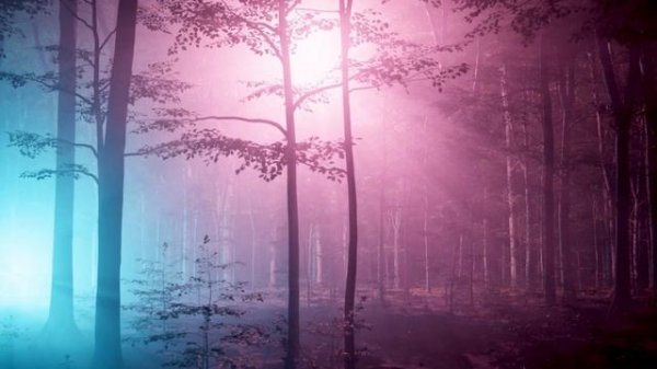 VJ LOOP & LIVE WALLPAPER | Mysterious Forest | 4K Ultra HD
