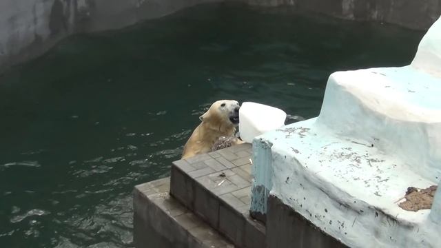 Уникальный прыжок БЕЛОГО МЕДВЕДЯ в Новосибирском зоопарке!!!! смотреть онлайн