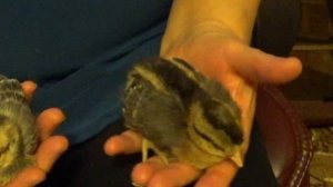 КАК ОПРЕДЕЛИТЬ ПОЛ ЦЫПЛЕНКА ? Цыплята породы легбар. ПЕТУШОК ИЛИ КУРОЧКА?