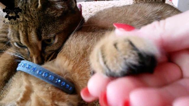 Котята Каракала( Каракет) 3 мес. играют.,рост в холке 26 см.