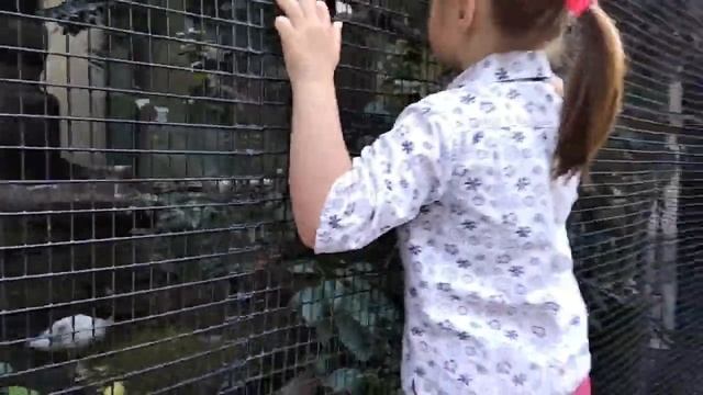 08 07 2022. Московский зоопарк. смотреть онлайн