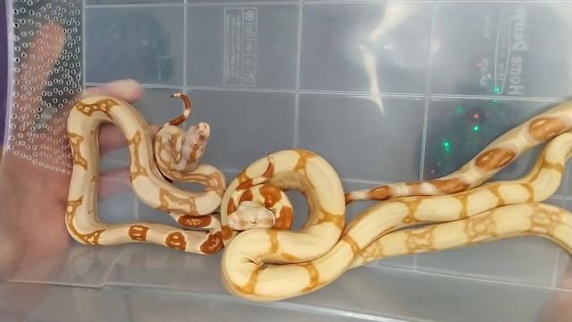Распаковка змей (Boa Constrictor Imperator) смотреть онлайн