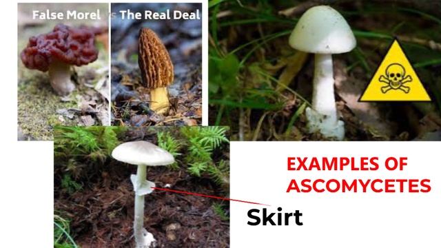 Kingdom Fungi: Classification of Fungi || Importance of Fungi смотреть онлайн
