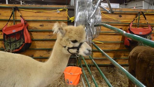 Desperately Seeking Buffalo Computer смотреть онлайн