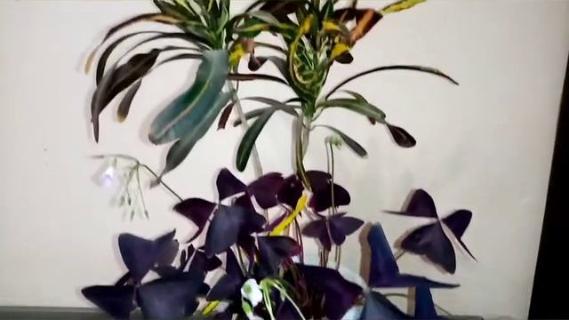 Что делать, если Оксалис (Кислица) погиб??? смотреть онлайн