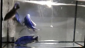 Цихлида Хаплохромис Джексона васильковый