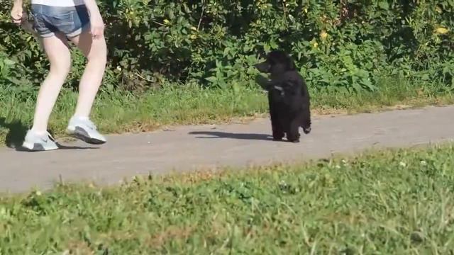 Ч: Походка принцессы (АТАМИ ЧЕМЕРИС), 10 недель