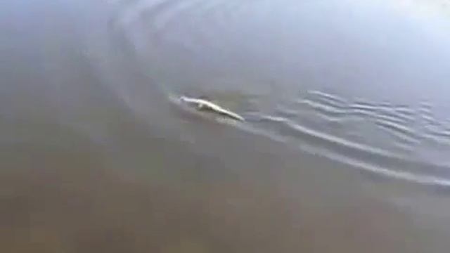 Рыбалка на леща. Ловля с берега смотреть онлайн