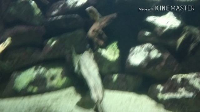 Будапешт зоопарк.Budapest zoo. смотреть онлайн