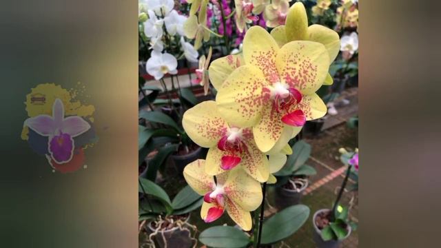 OPEN HOUSE Cultivo de ORQUÌDEAS Del valle ( Algùnas de Ellas) Febrero 2023. смотреть онлайн
