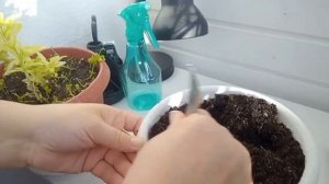 Как посадить горох на балконе!!!!!