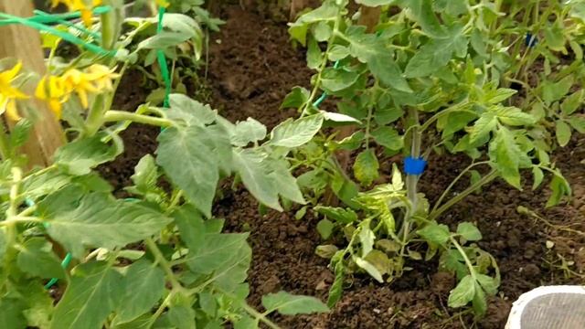 Хороший отдых на любимой даче смотреть онлайн