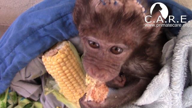 Orphan Mowgli Emergency Vet Care; Critical Head Wound смотреть онлайн