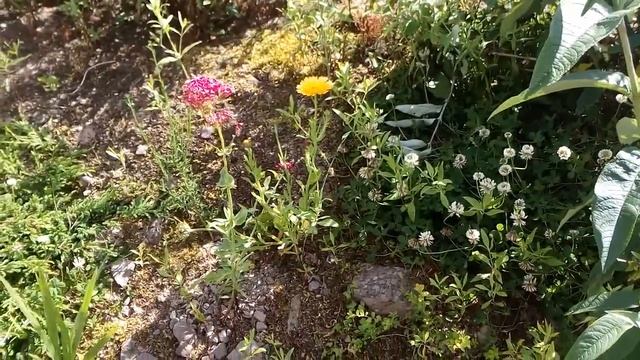 Dark flower penstemon смотреть онлайн