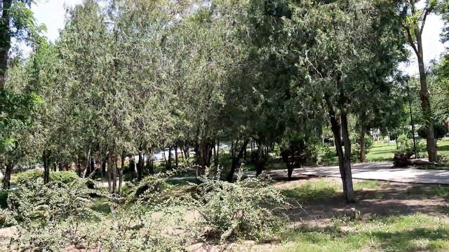 Куяльник,лечебный процесс. смотреть онлайн