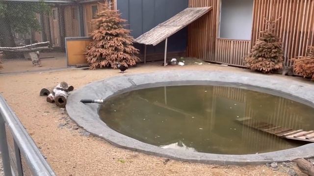 Обзор детского зоопарка. Московский зоопарк. Контактный зоопарк. смотреть онлайн