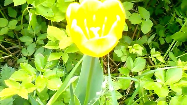 Зеленый уролог