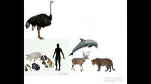 Размеры животных