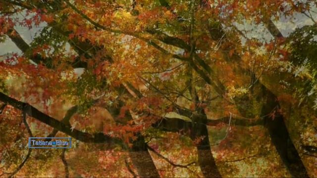 Жил-был ёжик колючий-колючий.Автор  @vikaveronika74 Читает Виктор Молчанов смотреть онлайн