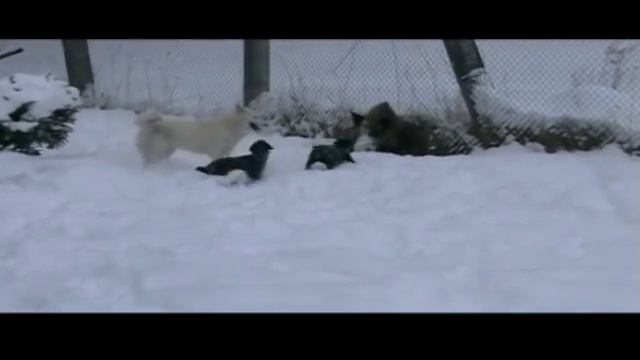 работа ягдтерьеров по кабану 8 месяцев смотреть онлайн