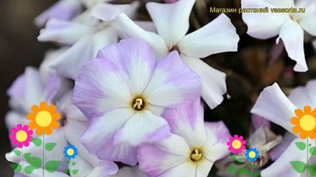 Флокс метельчатый Лунный камень. Краткий обзор, описание характеристик phlox paniculata Lunnyi kame смотреть онлайн