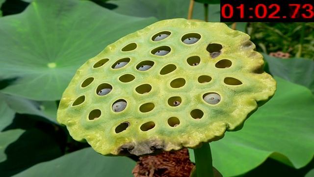 Do YOU Have Trypophobia?