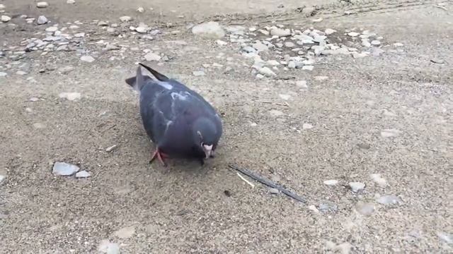 Голубь жрет семечки