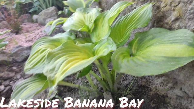 Хоста Lakeside banana bay смотреть онлайн