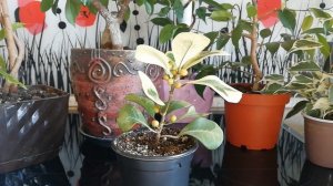 Коллекция фикусов.