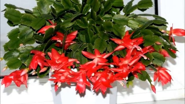 Кактус-эпифит Декабрист-Шлюмбергера-Рождественник и всё о нём смотреть онлайн