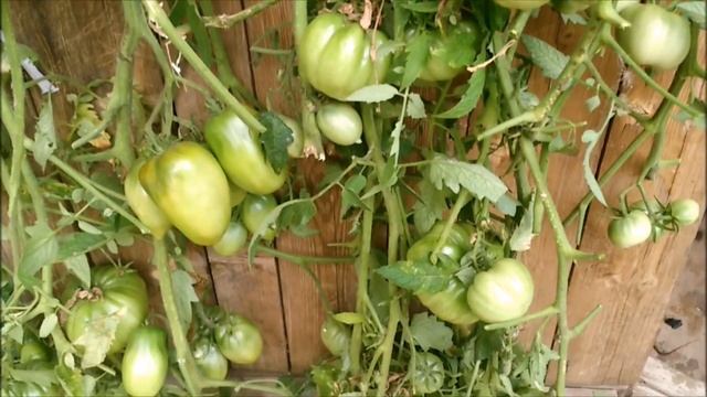 КАК СОХРАНИТЬ ПОМИДОРЫ СВЕЖИМИ ДОЛГО смотреть онлайн