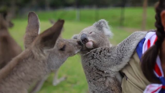 The most Australian Video Ever! Kangaroo vs Koala смотреть онлайн