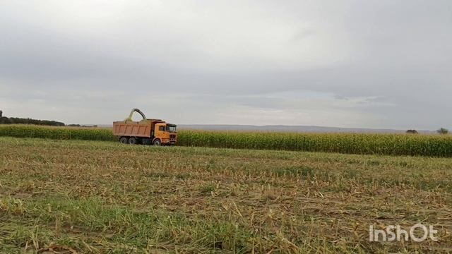 Силос. Как готовить. От А до Я